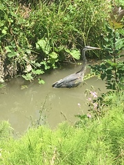 Ardea herodias
