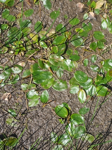 floating-leaved pondweed