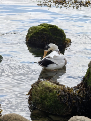 Domestic Muscovy Duck