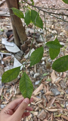 Citrus tachibana observed 2026-08-23