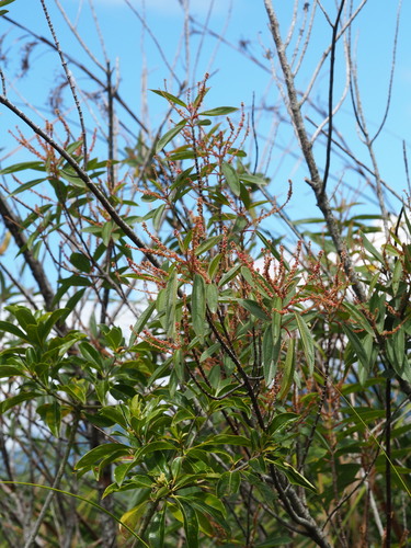 Boehmeria densiflora, photograph 1