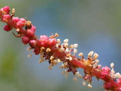 Boehmeria densiflora
