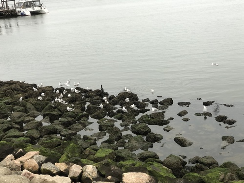 iNaturalist image
