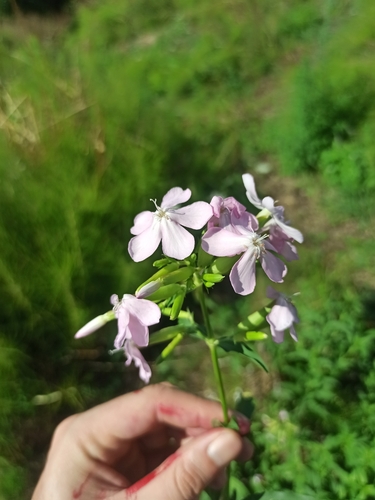 common soapwort