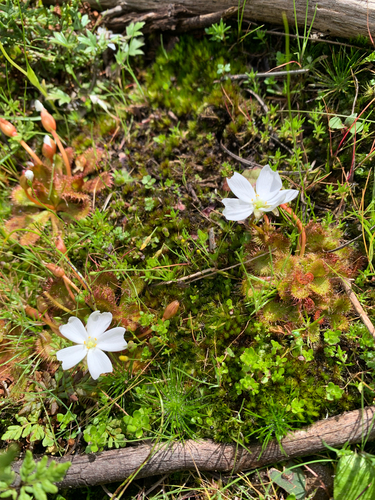 scented sundew
