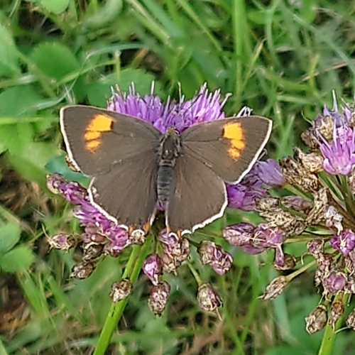 Thecla betulae