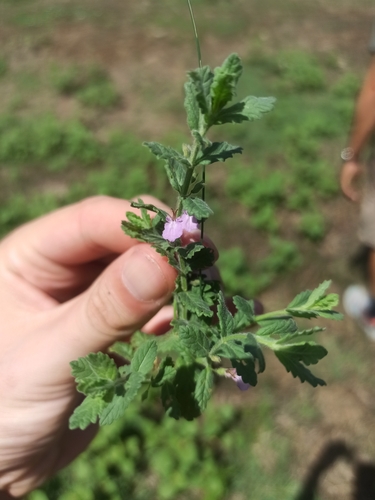 Water Germander