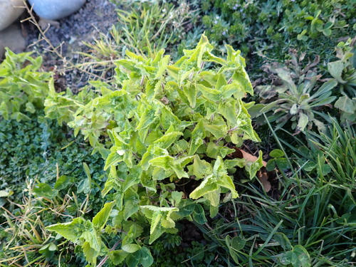 Veronica javanica