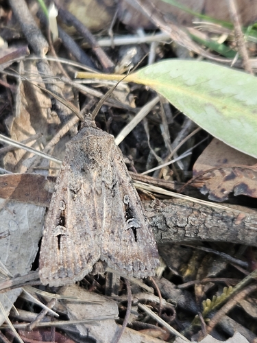 Bogong Moth