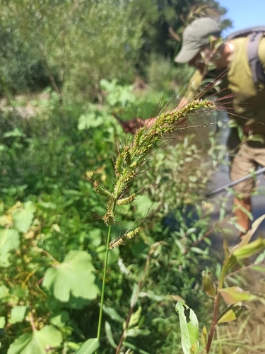 barnyardgrass