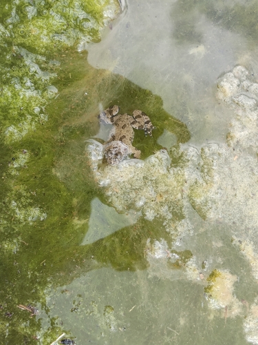 Apennine Yellow-bellied Toad