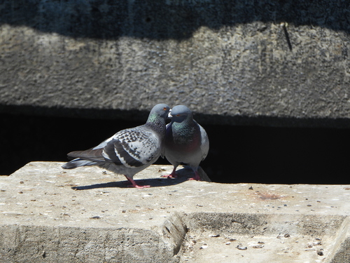 Feral Pigeon