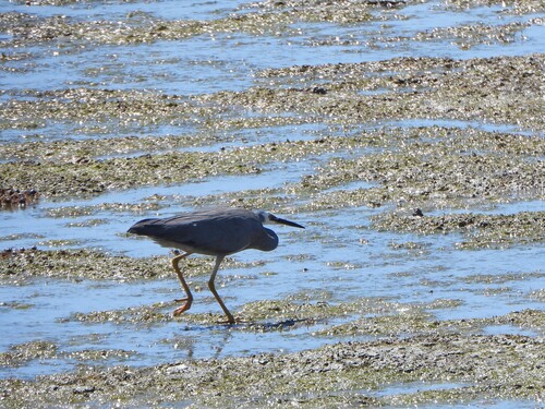 White-faced Heron