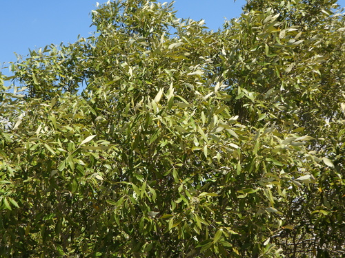 Grey Mangrove