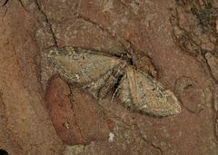Eupithecia vulgata