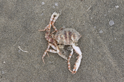 Coral Swimmer Crab