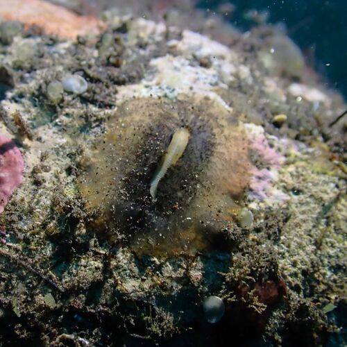 Scutus unguis observed 2026-08-23