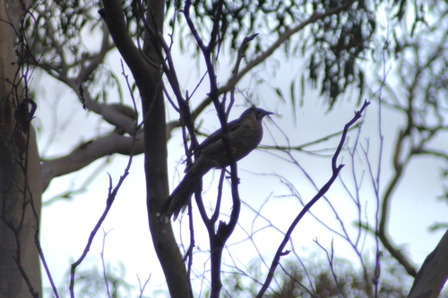 Red Wattlebird
