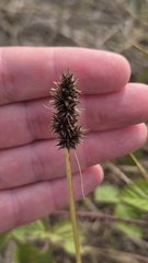Carex otrubae, photograph author not stated, no rights reserved