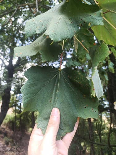 Italian maple