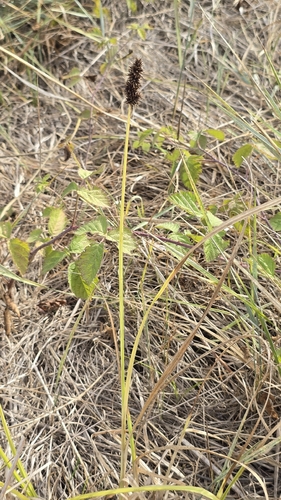 Carex otrubae, photograph 6