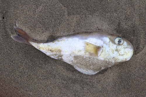 Half-smooth Golden Puffer