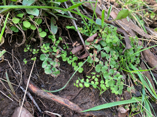 common maidenhair fern