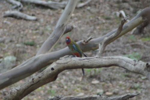 Crimson Rosella