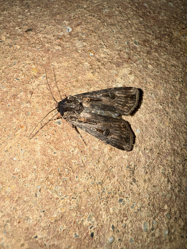 Brown Cutworm
