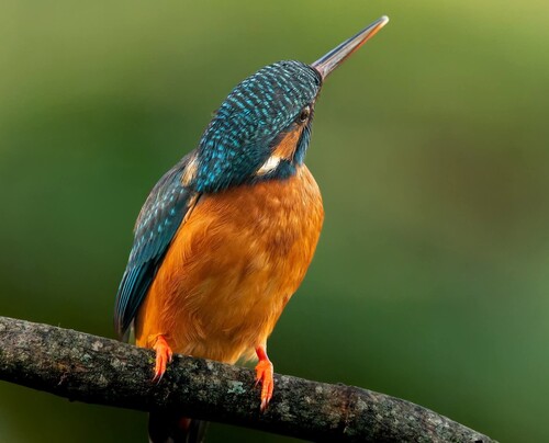 Common Kingfisher