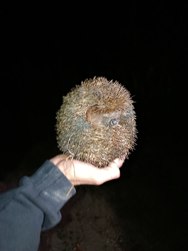 Northern White-breasted Hedgehog