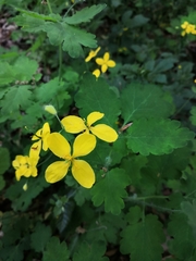 Chelidonium majus