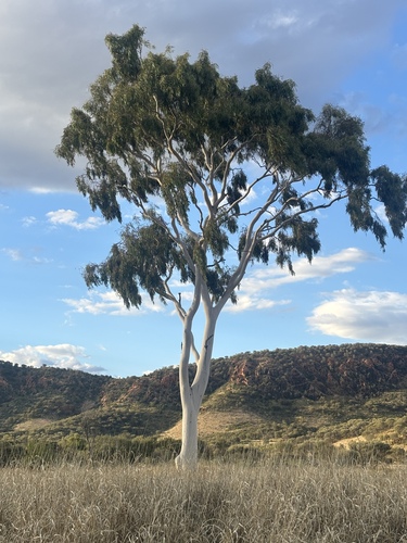 Ghost Gum