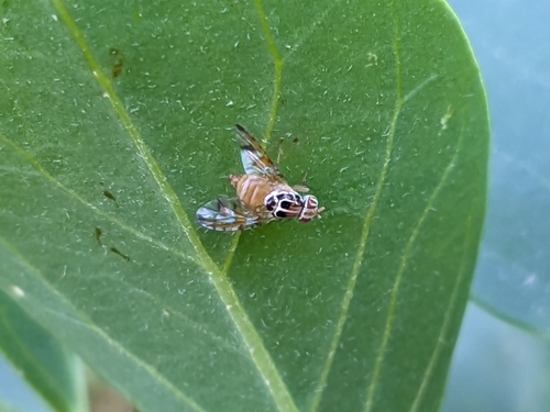 Caper Fly