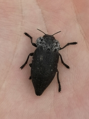 Capnodis