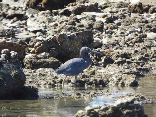 Pacific Reef Heron