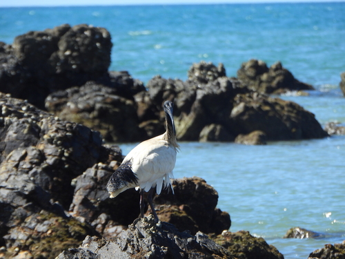 Australian Ibis