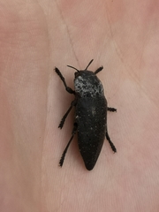 Capnodis