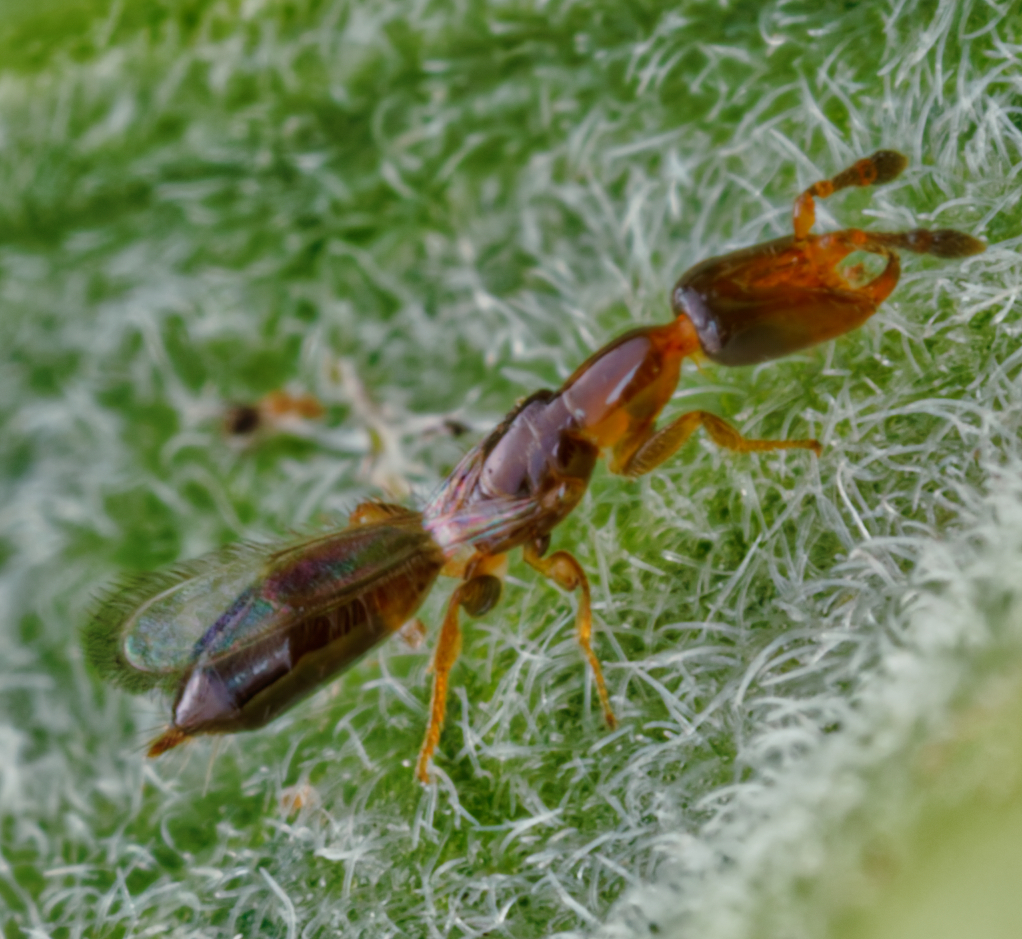 Acerocephala hanuuanamu