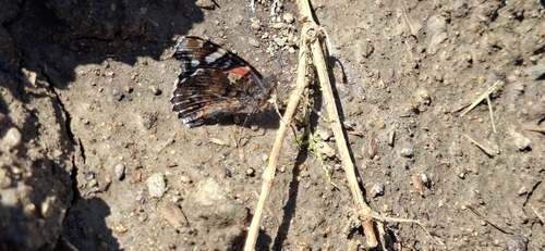 Red Admiral