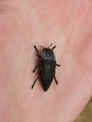 Capnodis