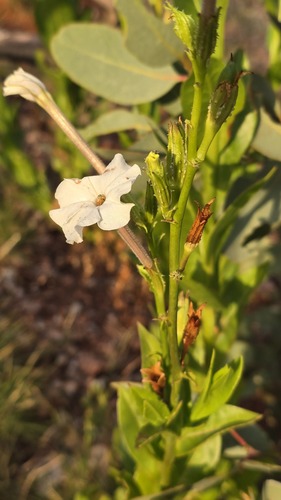 Nicotiana excelsior