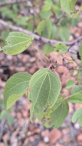 Gossypium sturtianum, photograph 4
