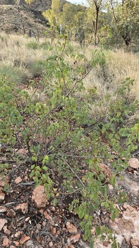 Gossypium sturtianum, photograph 3