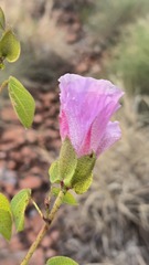 Gossypium sturtianum