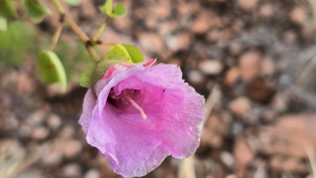 Gossypium sturtianum; photograph (c) Petra Holland, some rights reserved (CC BY)