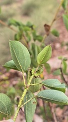(c) Petra Holland, some rights reserved (CC BY) Gossypium sturtianum, photograph (c) Petra Holland, some rights reserved (CC BY)