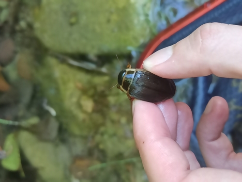 Dytiscus marginalis marginalis