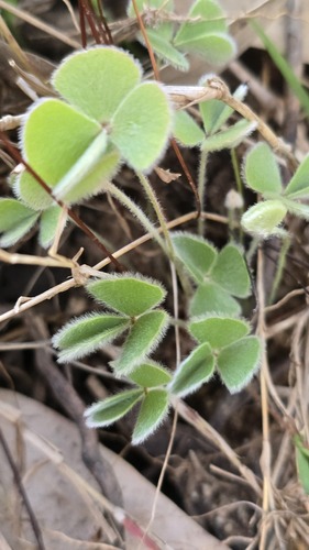 Marsilea drummondii, photograph 5