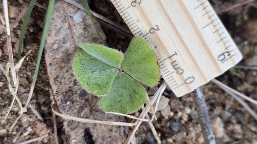 Marsilea drummondii, photograph 4